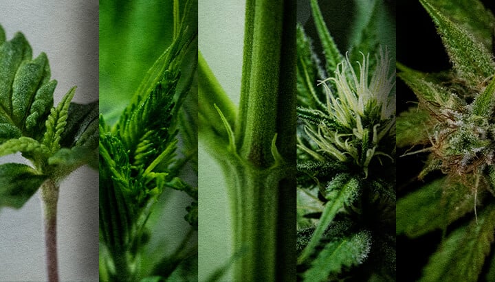 Photoperiod Outdoor Grow: Week-by-Week Timeline (May Start) Outdoor photoperiod growth timeline: See the week-by-week development of a cannabis photoperiod planted in May, from seedling to pre-flower. Track its progress visually.