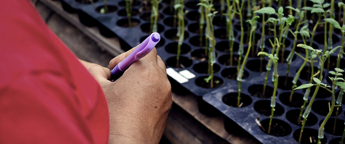 Learn about cannabis grafting: what it is, its benefits for growers, and how this plant propagation technique works step-by-step. Explore cannabis grafting methods.