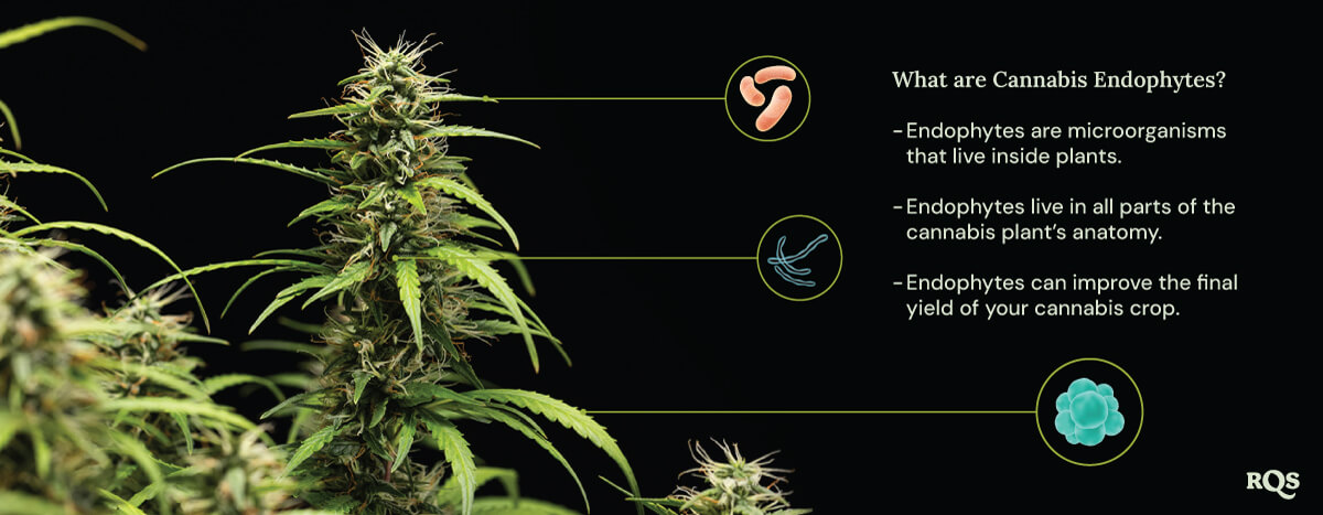 Cannabis Endophytes A diagram of a marijuana plant surrounded by three circles showing endophyte benefits: they live inside plants, inhabit all plant parts, and boost cannabis yield. A magnifying glass highlights endophytes inside the plant