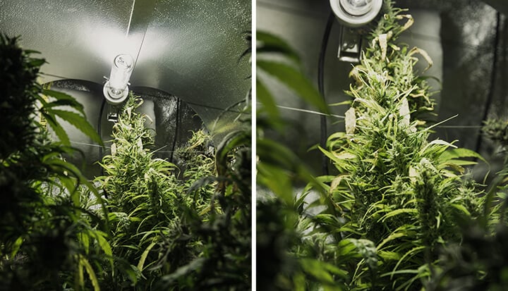Light burn Two images of a cannabis grow room, featuring plants with green leaves and buds, lit by bright light in a small, enclosed space.