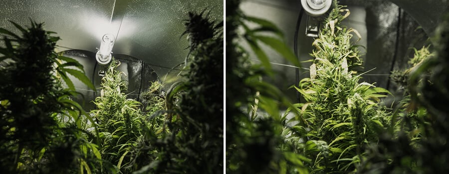 Light burn Two images of a cannabis grow room, featuring plants with green leaves and buds, lit by bright light in a small, enclosed space.