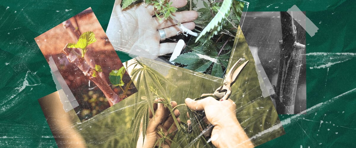 What Is Cannabis Grafting? Understanding the Process and Benefits Learn about cannabis grafting: what it is, its benefits for growers, and how this plant propagation technique works step-by-step. Explore cannabis grafting methods.