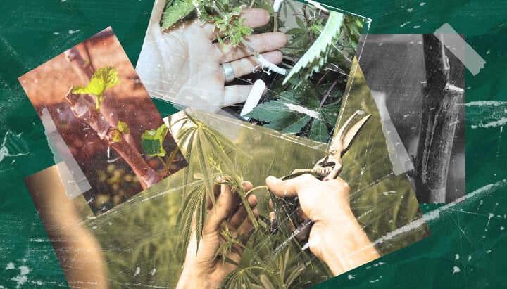 What Is Cannabis Grafting? Understanding the Process and Benefits Learn about cannabis grafting: what it is, its benefits for growers, and how this plant propagation technique works step-by-step. Explore cannabis grafting methods.