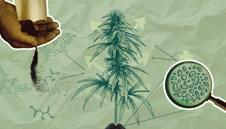 Biostimulants for Cannabis: Boost Growth & Yield Discover how biostimulants enhance cannabis growth, improve nutrient uptake, and increase yields. Learn about the benefits of using biostimulants in cannabis cultivation.