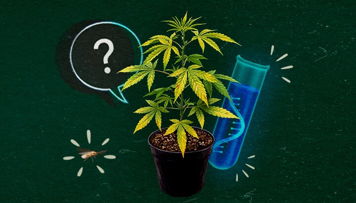 Cannabis plant with test tube and question mark on green background, exploring CCYV virus.