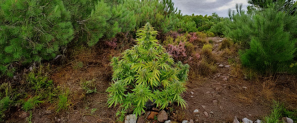 A wild cannabis plant growing among forest shrubs and a rocky path, surrounded by green pine trees and colorful vegetation.