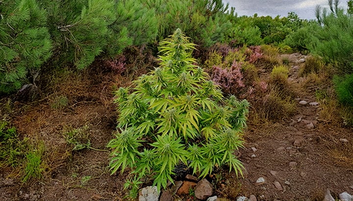 A wild cannabis plant growing among forest shrubs and a rocky path, surrounded by green pine trees and colorful vegetation.