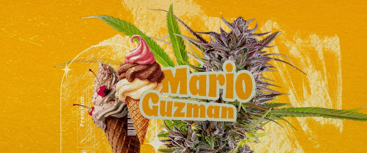 What Is the Gelato Strain? An illustration featuring a cannabis bud with the bold text