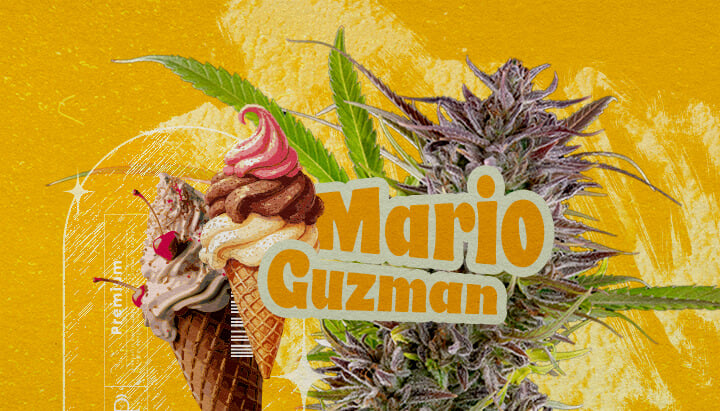 What Is the Gelato Strain? An illustration featuring a cannabis bud with the bold text