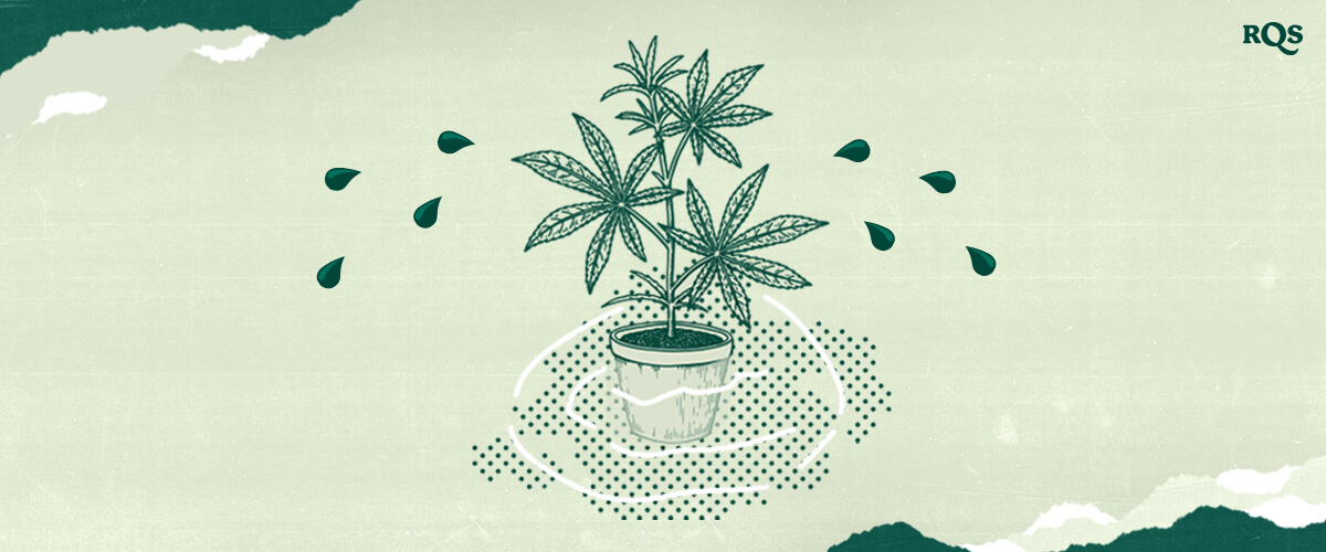 Cannabis Guttation: When and Why Do Marijuana Plants Release Water? Understand guttation in cannabis plants! This illustration shows water droplets on leaves, a natural process indicating high root pressure and humidity. Learn when and why guttation occurs.