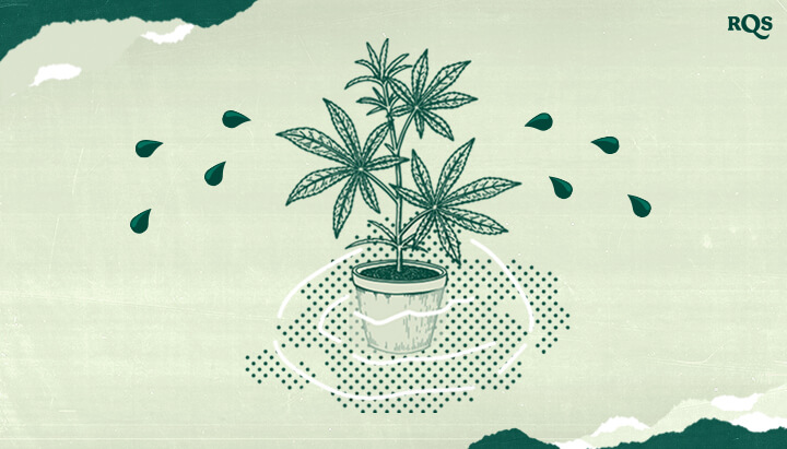 Cannabis Guttation: When and Why Do Marijuana Plants Release Water? Understand guttation in cannabis plants! This illustration shows water droplets on leaves, a natural process indicating high root pressure and humidity. Learn when and why guttation occurs.