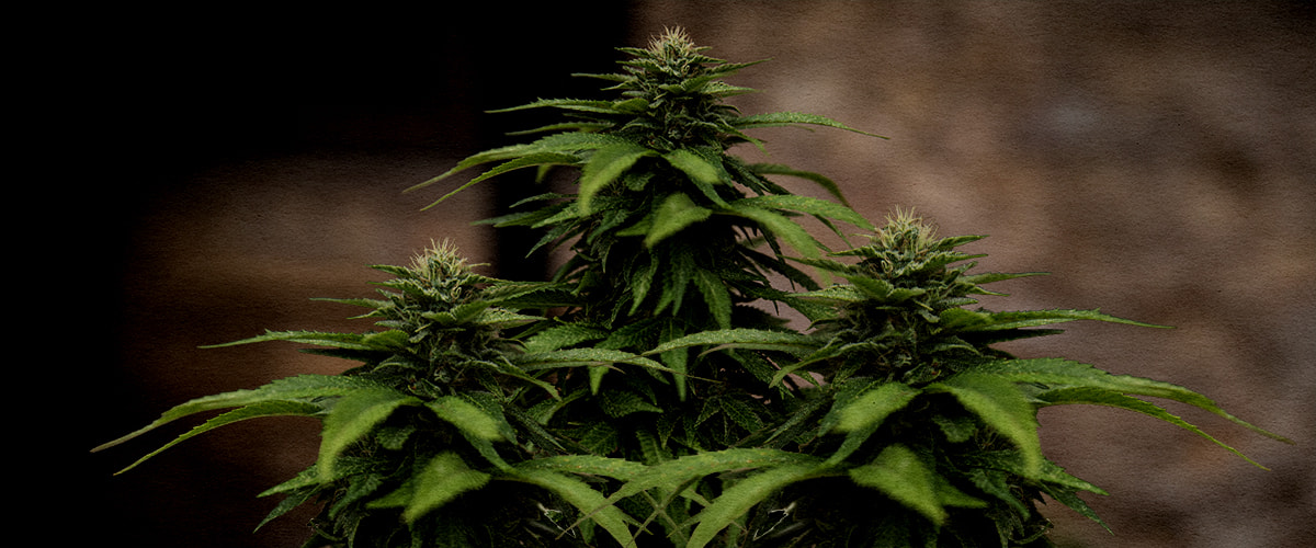 White Widow: Best cannabis strain for cloning Why White Widow is one of the best strains for cloning