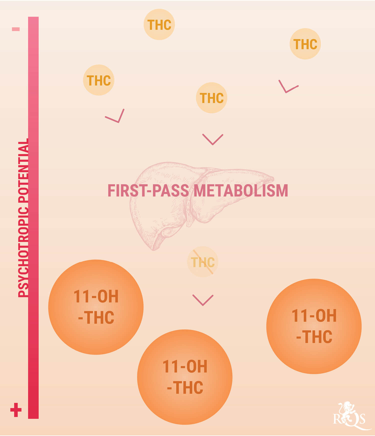 How Marijuana Edibles Are Digested and Processed