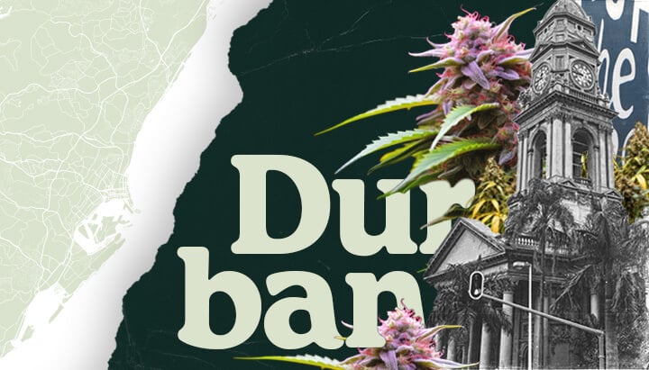 See guttation up close! This detailed illustration on a cannabis leaf shows water droplets excreted through hydathodes, explaining this natural plant process and its causes.