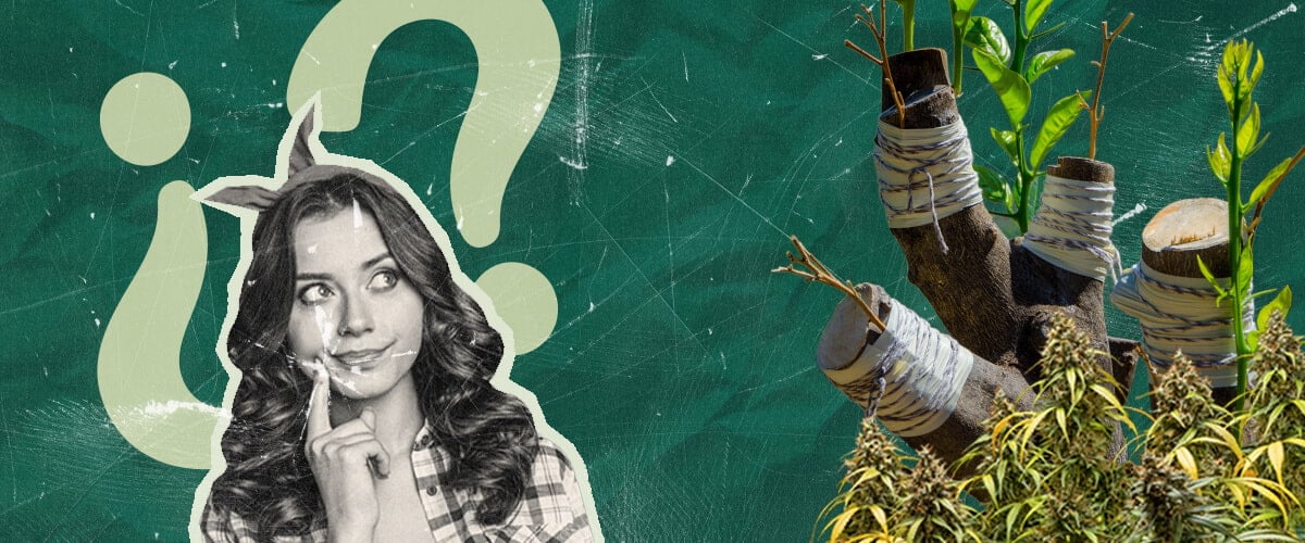 Why Graft Marijuana Plants? Exploring the Benefits Discover the reasons for grafting marijuana plants. Explore the benefits of this ancient technique for cannabis cultivation, appealing to researchers and home growers alike.