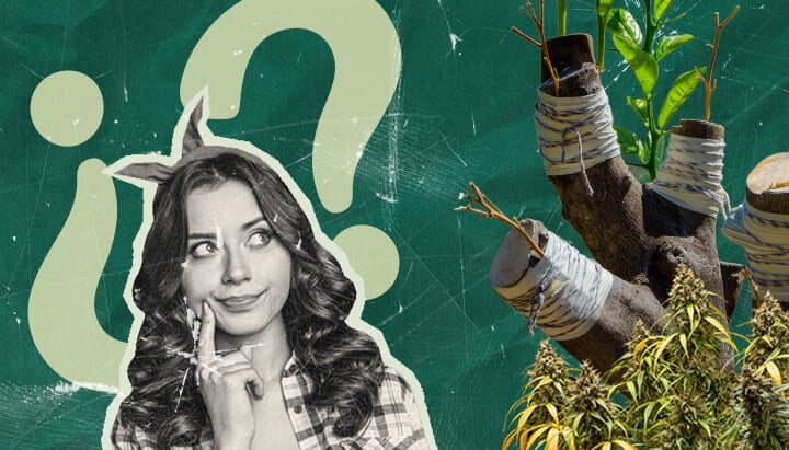 Why Graft Marijuana Plants? Exploring the Benefits Discover the reasons for grafting marijuana plants. Explore the benefits of this ancient technique for cannabis cultivation, appealing to researchers and home growers alike.