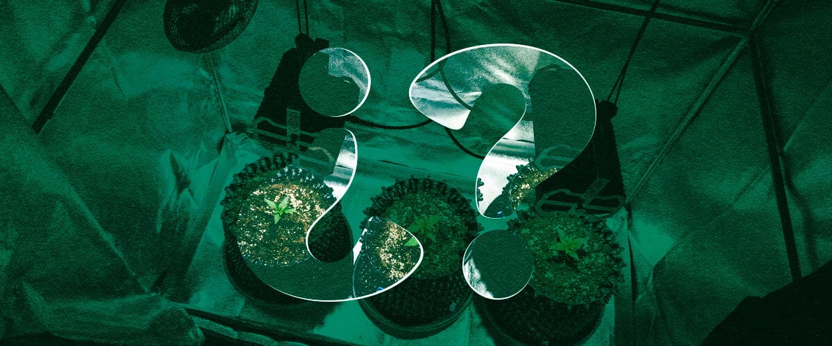 Why Use a Grow Tent for Cannabis? Benefits of Indoor Cultivation Enclosures Discover the benefits of using a grow tent for indoor cannabis cultivation. Explore advantages like optimized climate control, enhanced light efficiency, superior pest prevention, and increased privacy for your cannabis plants.