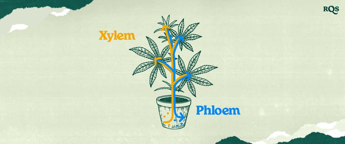 Cannabis Xylem and Phloem: How Water, Nutrients, and Sugars Move in Marijuana Plants Understand cannabis xylem and phloem! This illustration shows how water and nutrients (xylem - blue) and sugars (phloem - orange) are transported throughout the marijuana plant. Learn plant vascular systems.