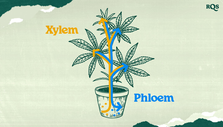Cannabis Xylem and Phloem: How Water, Nutrients, and Sugars Move in Marijuana Plants Understand cannabis xylem and phloem! This illustration shows how water and nutrients (xylem - blue) and sugars (phloem - orange) are transported throughout the marijuana plant. Learn plant vascular systems.