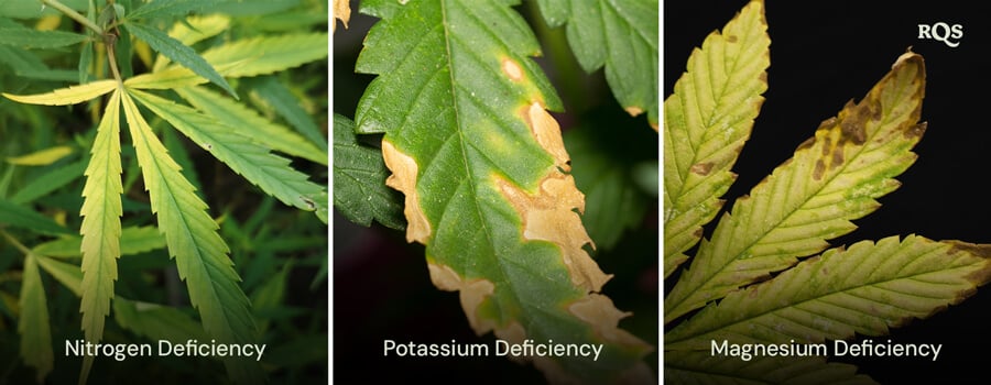 Cannabis leaves affected by nitrogen, potassium, and magnesium deficiencies, with distinct yellowing and browning patterns. Related to cannabis plant yellowing from bottom up and yellow tips on cannabis leaves.