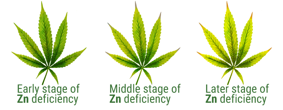 Zinc deficiency cannabis leaves