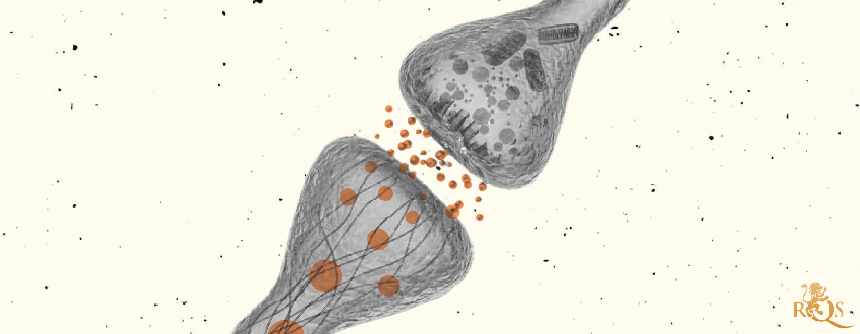 The endocannabinoid system