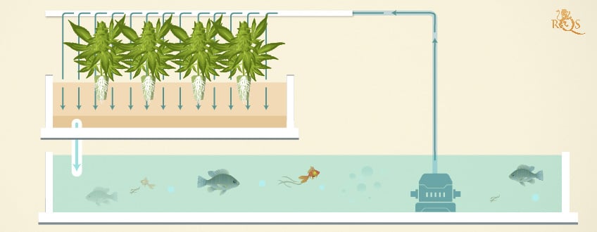 Aquaponic System Aquaponic System