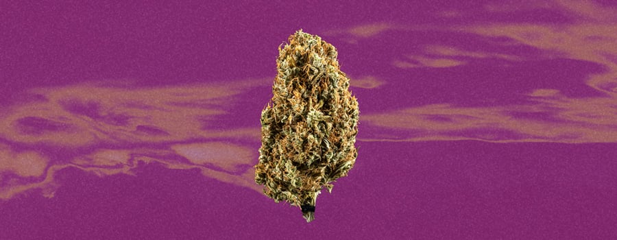 Lemon Skunk Cannabis Strain Lemon Skunk Cannabis Strain