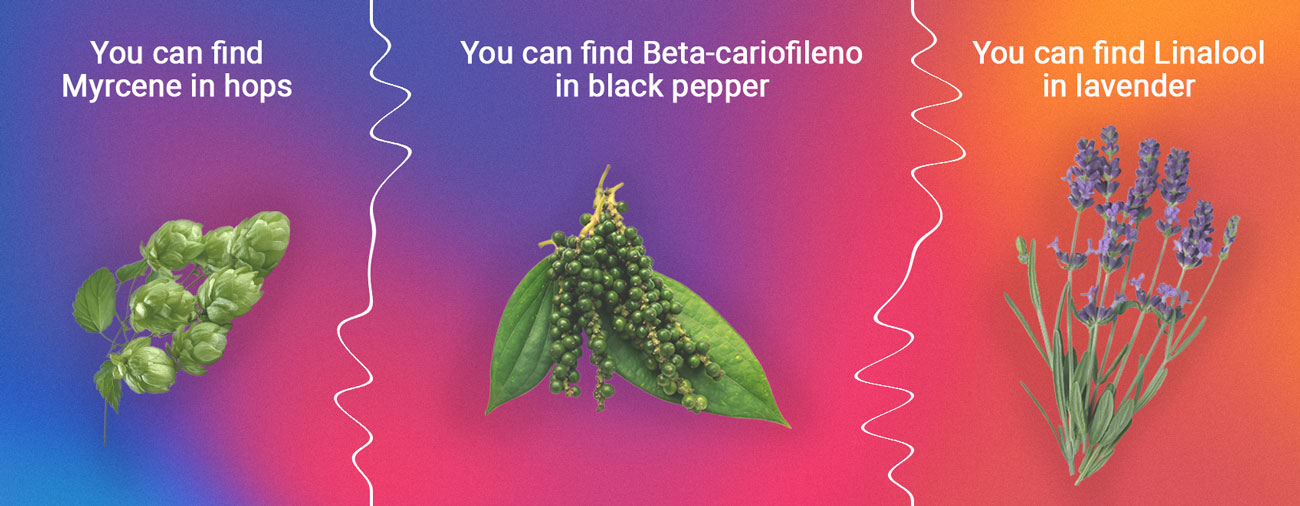 Myrcene, Linalool and Beta-caryophyllene Myrcene, Linalool and Beta-caryophyllene