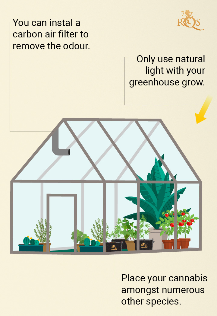 Hide your plants in a greenhouse