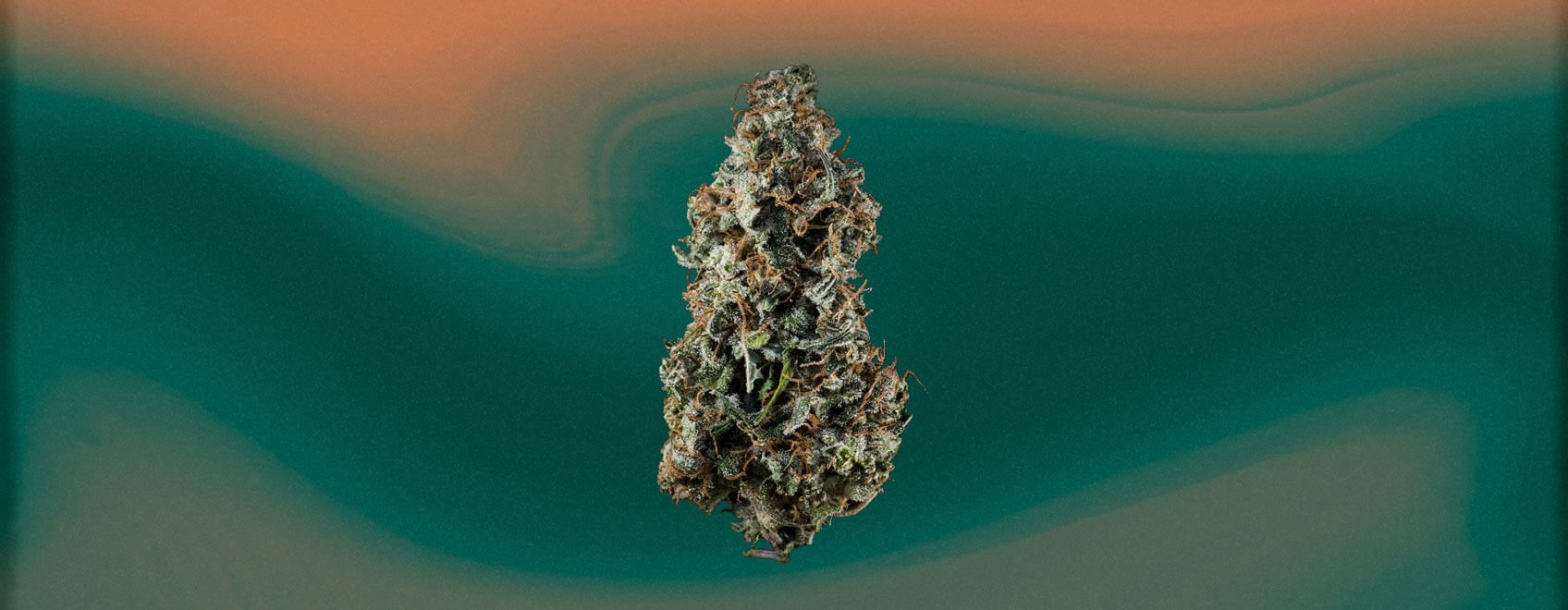 Pineapple Express Cannabis Strain Pineapple Express Cannabis Strain