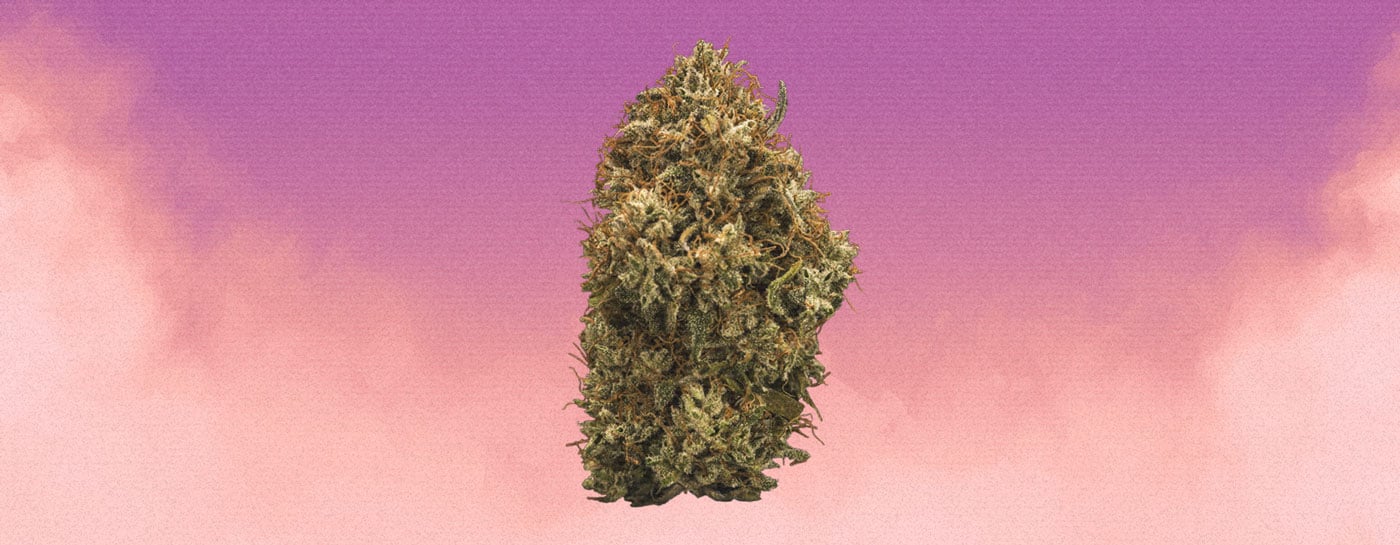 Grandaddy Purple Cannabis Strain