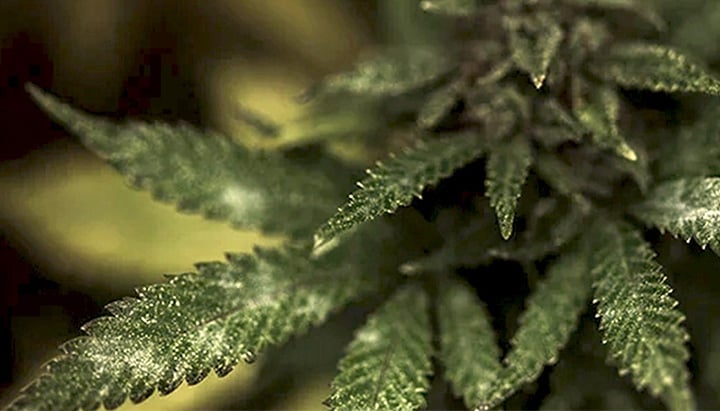 Mold in a Cannabis plant Mold in a Cannabis plant