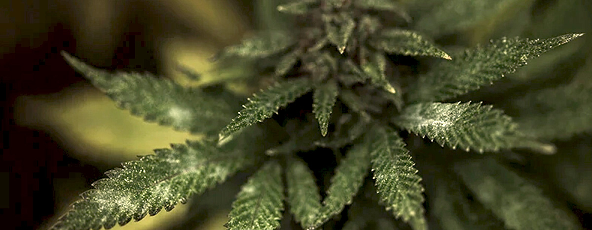 Mold in a Cannabis plant Mold in a Cannabis plant