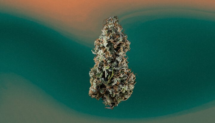 Pineapple Express Cannabis Strain Pineapple Express Cannabis Strain