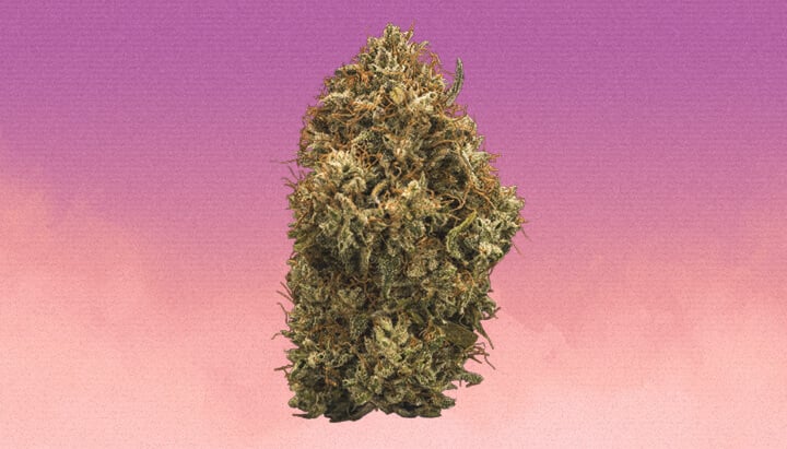 Grandaddy Purple Cannabis Strain Grandaddy Purple Cannabis Strain