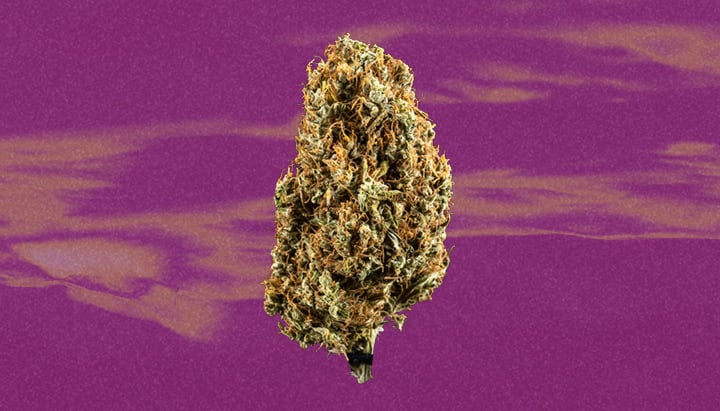 Lemon Skunk Cannabis Strain Lemon Skunk Cannabis Strain