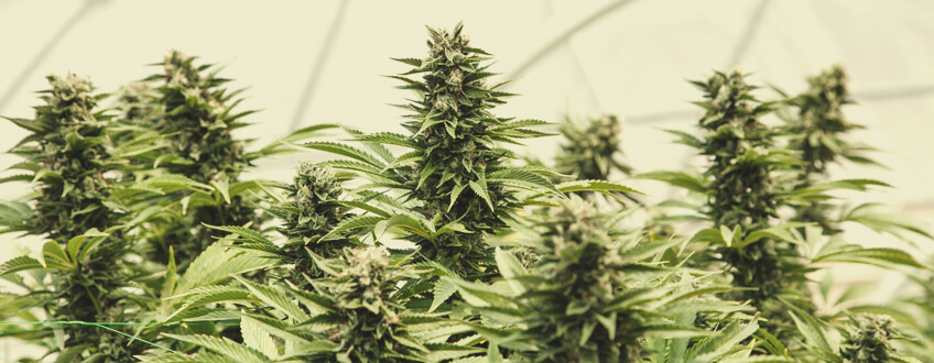 HOW TO GROW WEED IN A GREENHOUSE?