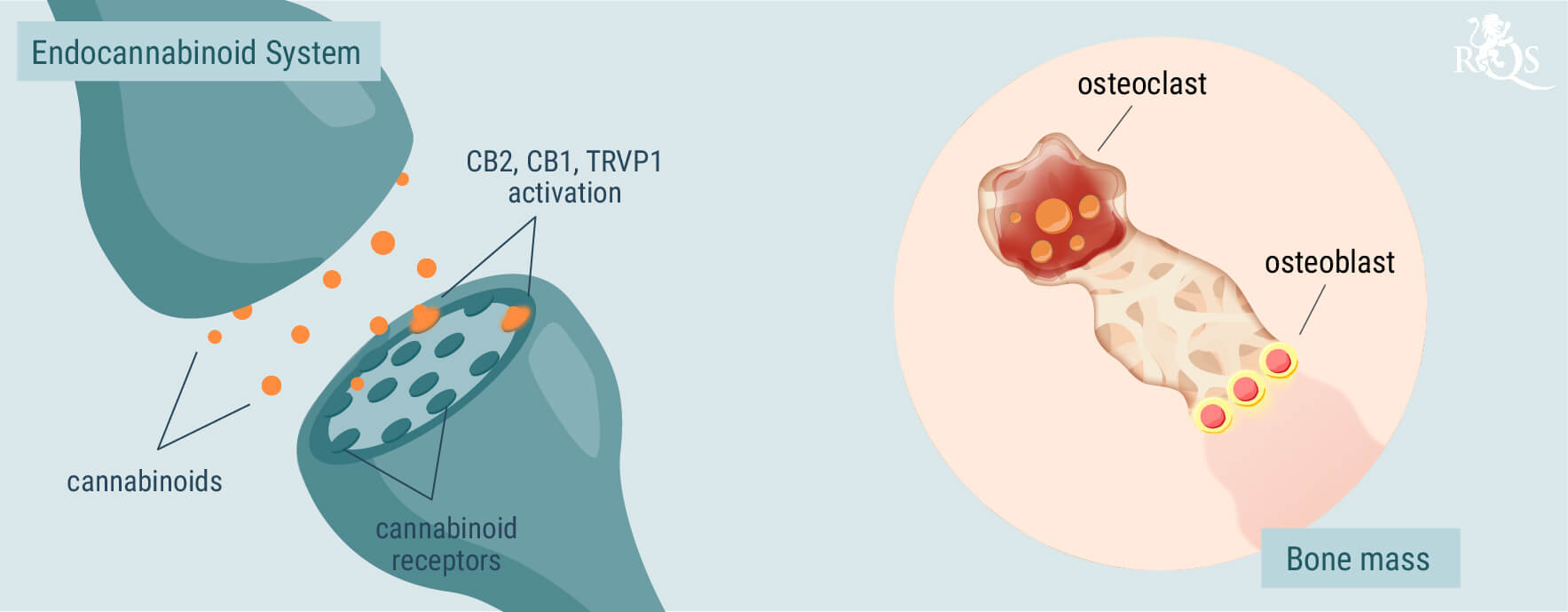 The Role of the Endocannabinoid System in Bone Health