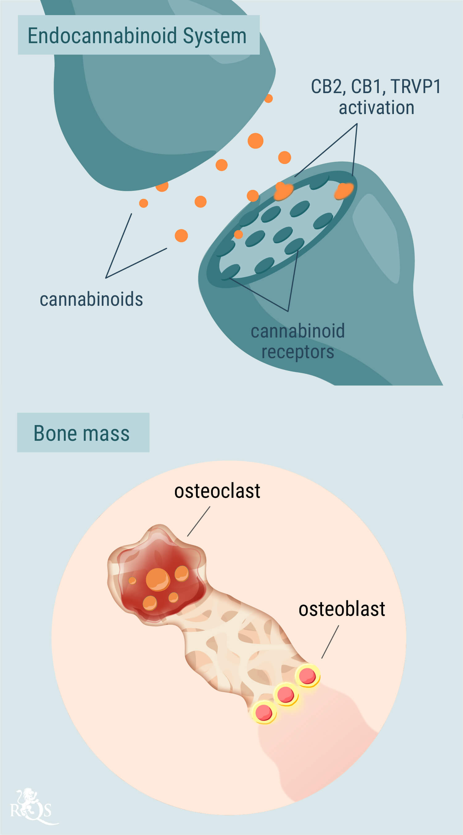 The Role of the Endocannabinoid System in Bone Health