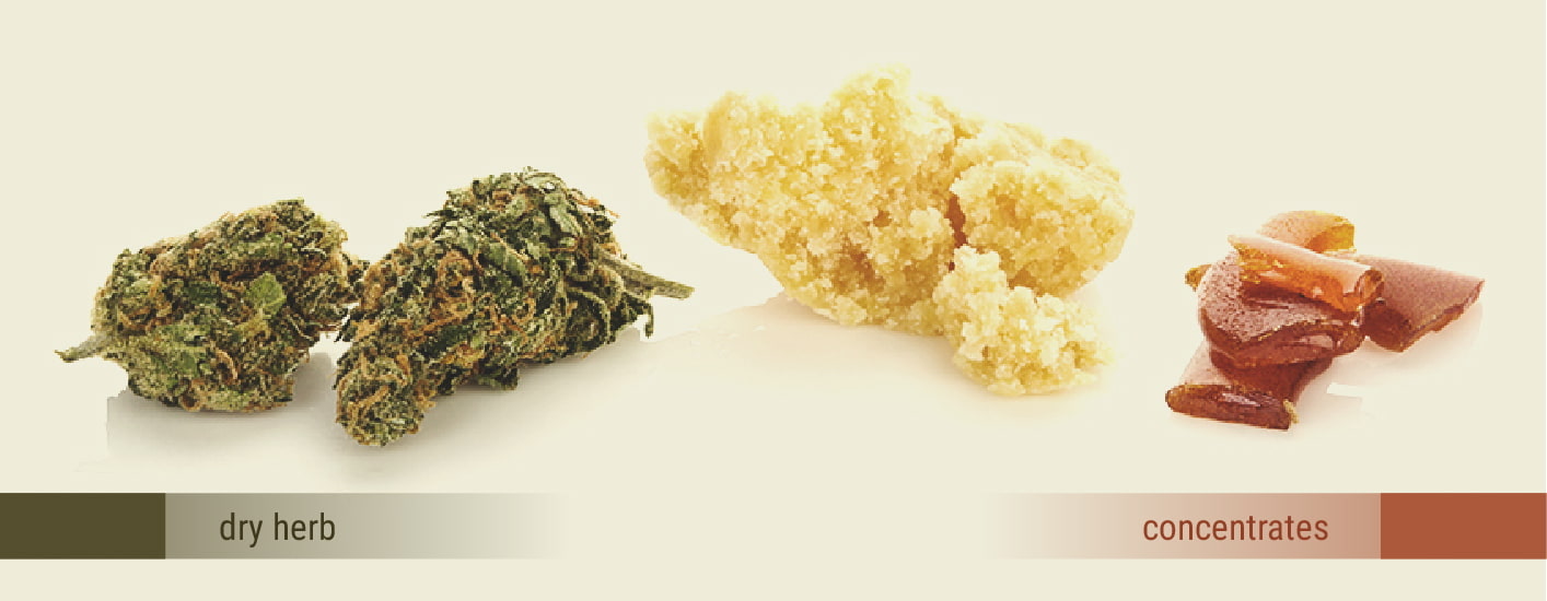 Herb vs Concentrate Herb vs Concentrate