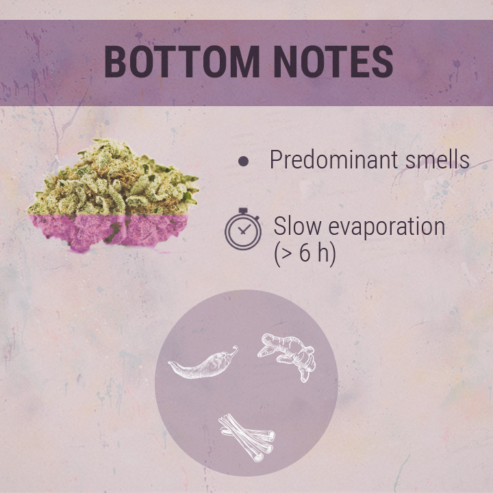 Bottom Notes Cannabis