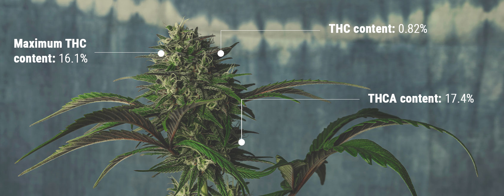 Understanding the Science of THC Testing