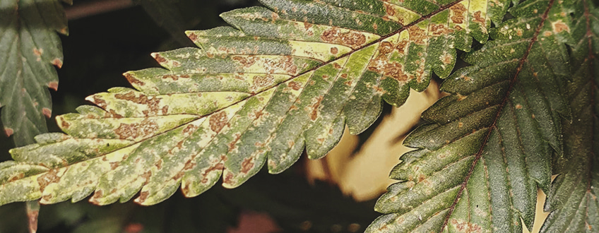 Calcium deficiency Calcium deficiency