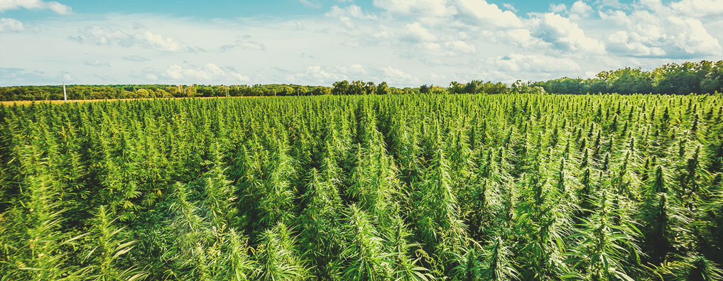 The Evolution of Cannabis The Evolution of Cannabis