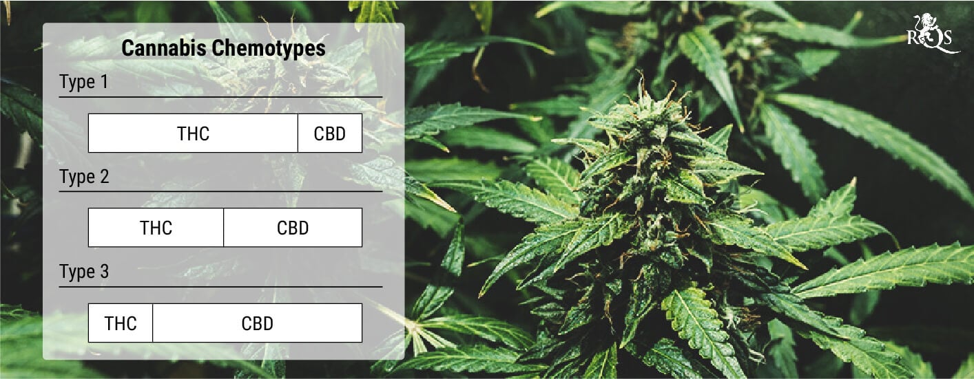 What Are Cannabis Chemotypes?
