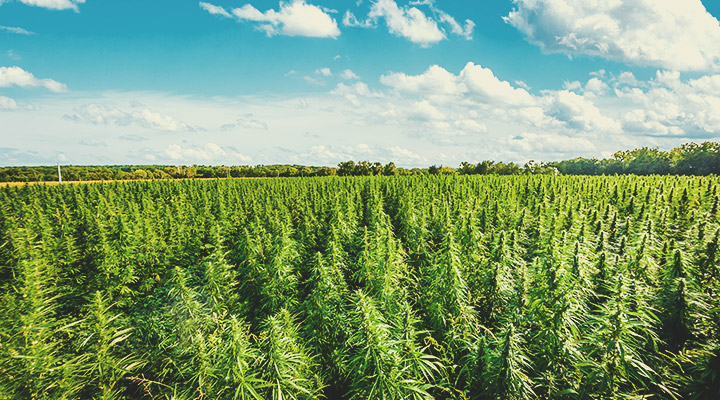 The Evolution of Cannabis The Evolution of Cannabis