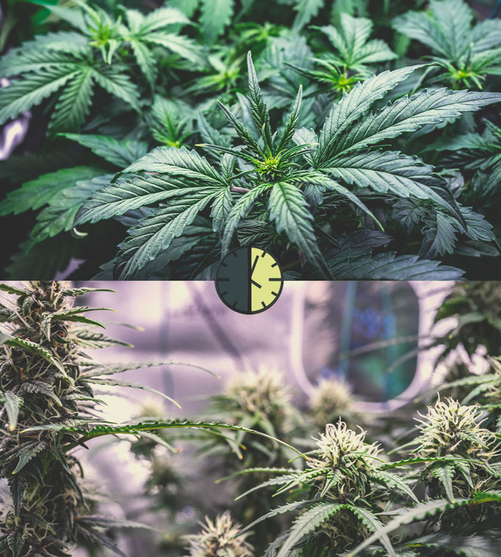 The Pros And Cons Of Autoflower Cannabis Strains