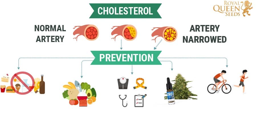 Cholesterol And Cannabis 