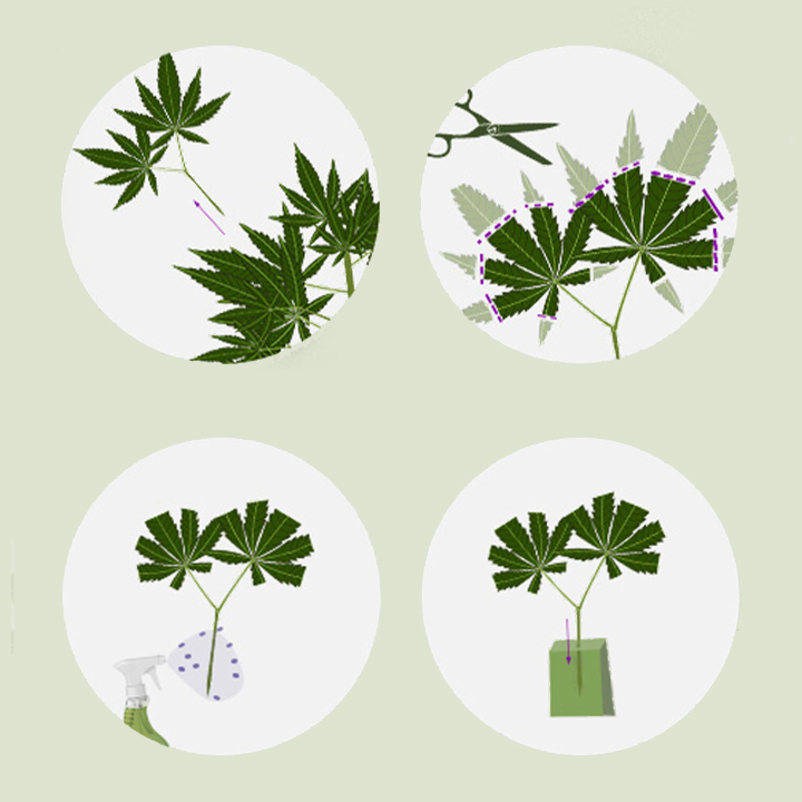 The Benefits of Using Mother Plants The Benefits of Using Mother Plants
